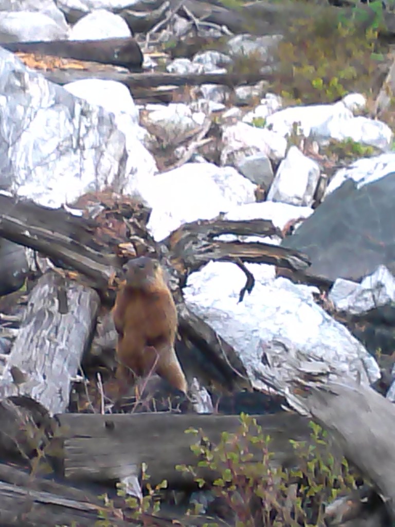 Marmot