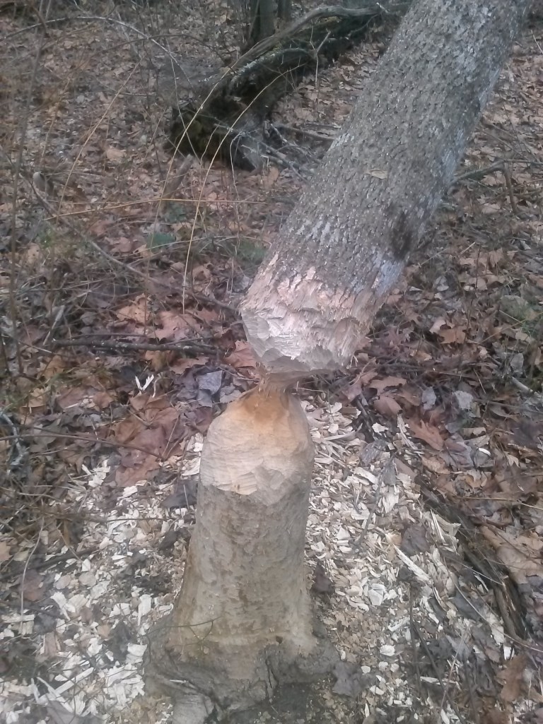 Gunpowder beaver tree