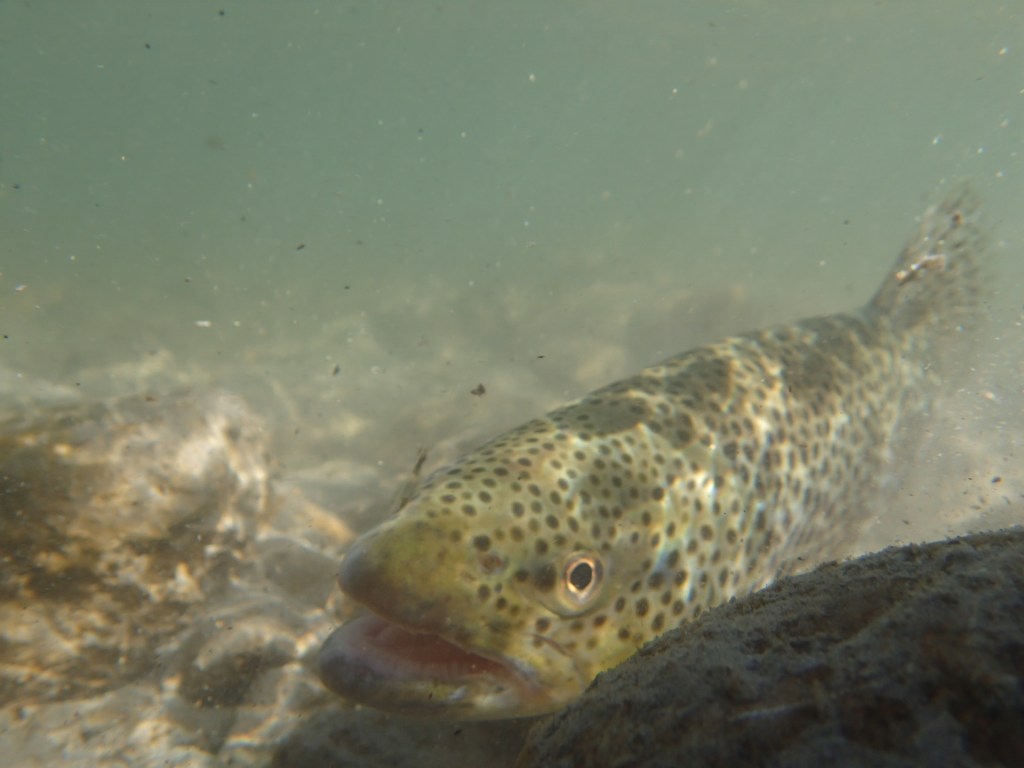 Yellowstone Brown Trout