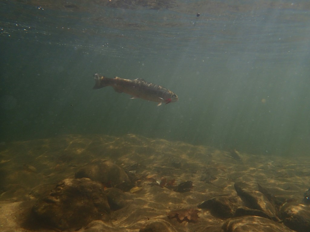 Green River (NC) rainbow with a San Juan worm