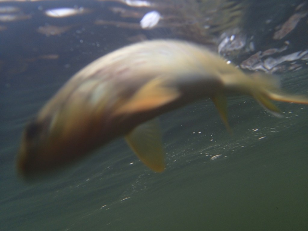 Blurry underwater trout