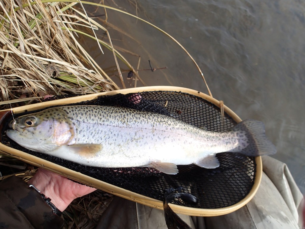 Rainbow trout fly fishing virginia