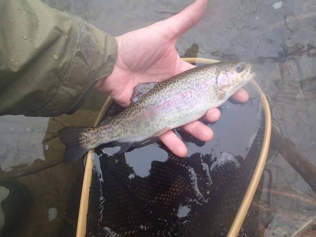 Flyfishing rainbow trout