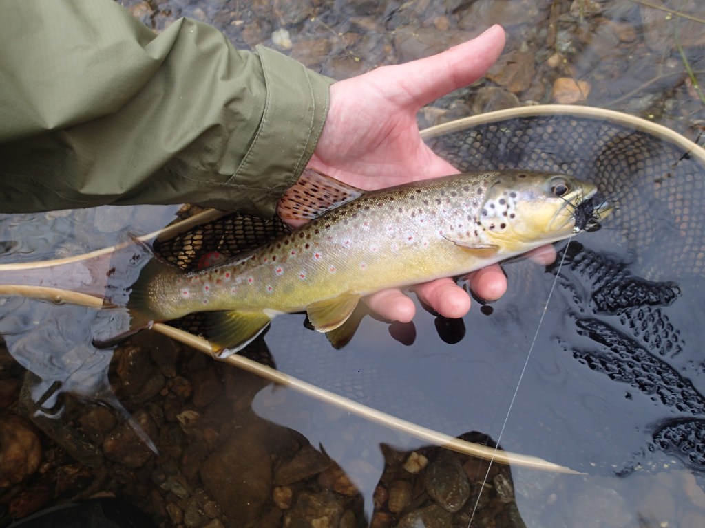 Flyfishing for brown trout gunpowder falls