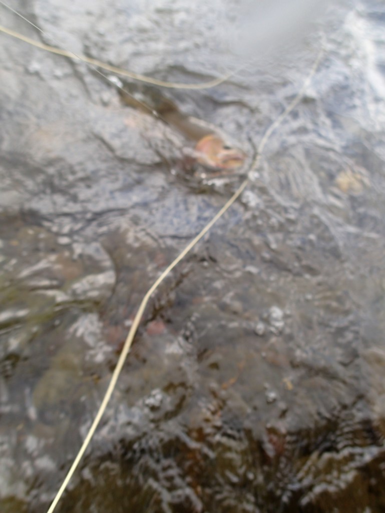 Landing a cutthroat trout flyfishing