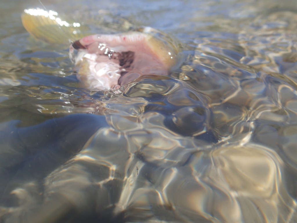 Flyfishing for brown trout