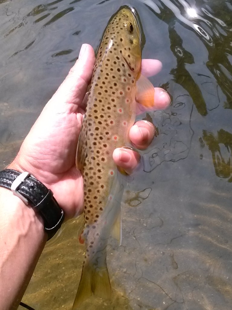 Brown Trout from Beaver Creek