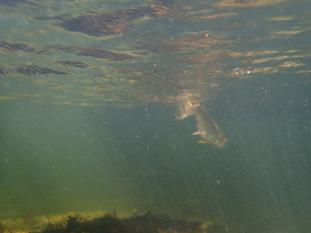 Rainbow trout flyfishing Gunpowder Fallls Md