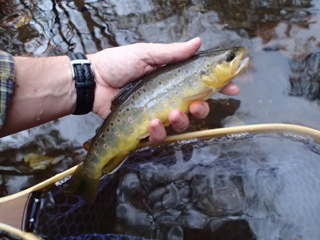 Gunpowder brown trout