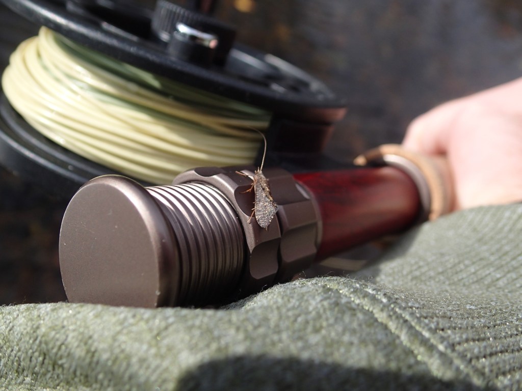 Caddis flyfishing Gunpowder Falls Maryland