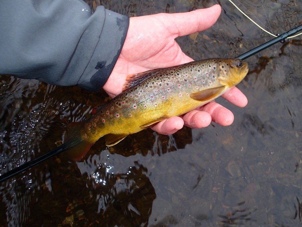 Brown Trout Flyfishing Maryland