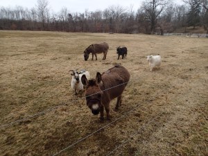 Mini Donkeys and goats on Beaver Creek