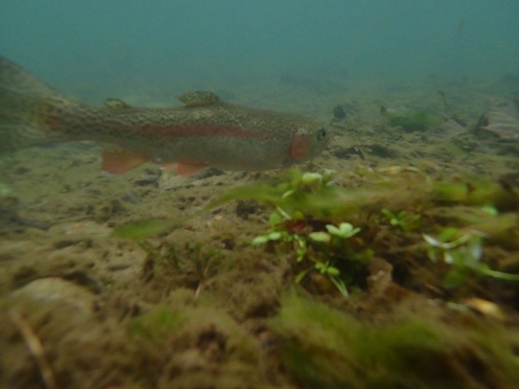 Rainbow Trout Beaver Creek
