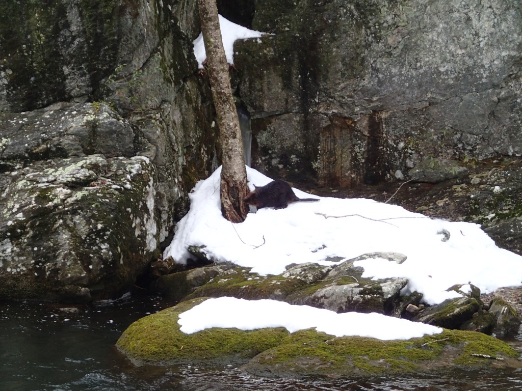 Beaver on Maryland's Gunpowder Falls