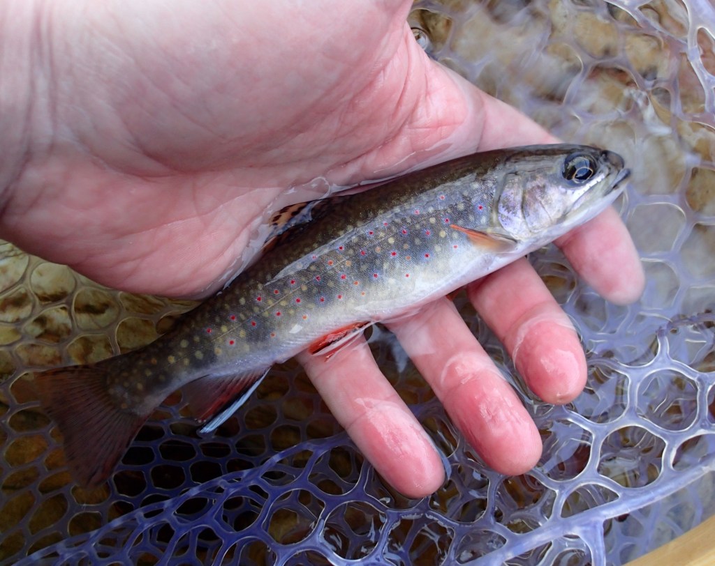 Brook Trout Flyfishing Black Run VA