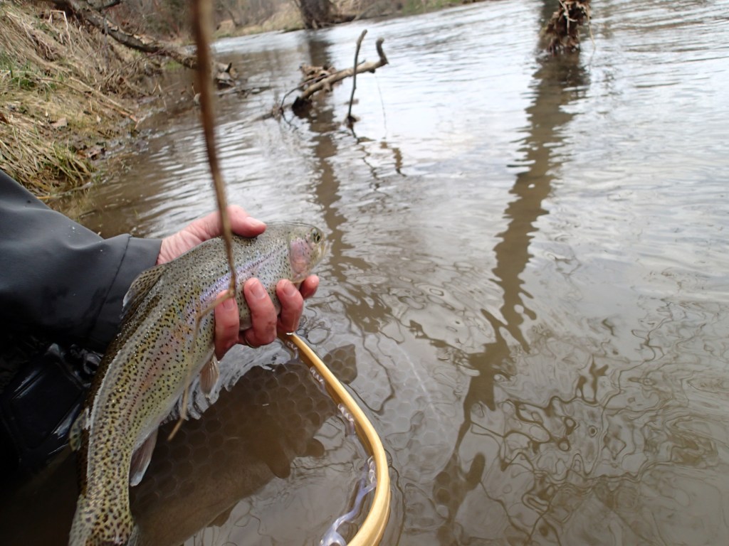 Flyfishing for Beaver Creek Rainbow trout