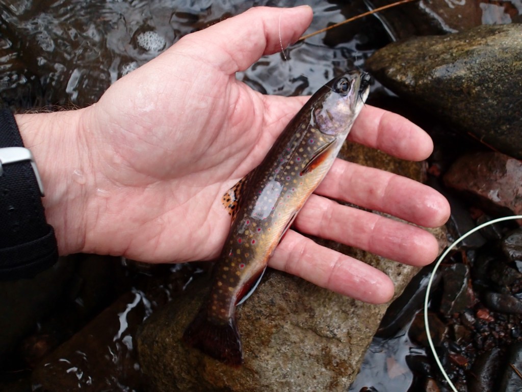 Flyfishing for brook trout below Skidmore Reservoir