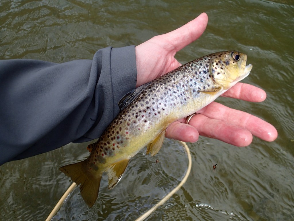 Flyfishing for brown trout