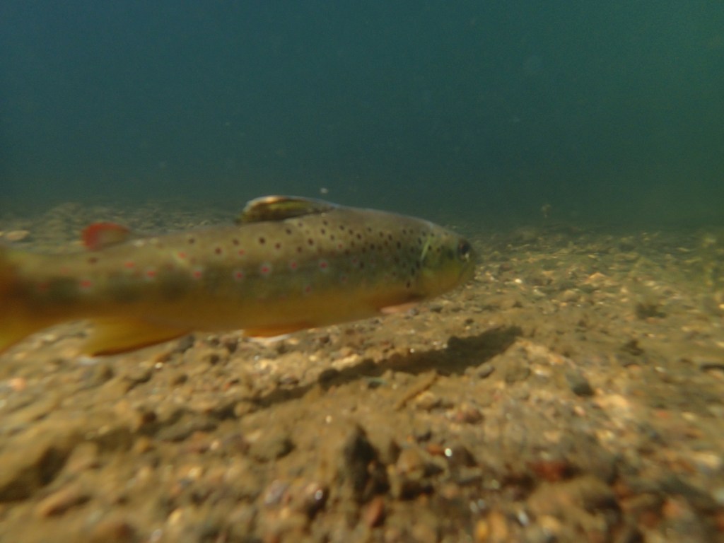 Underwater trout photo