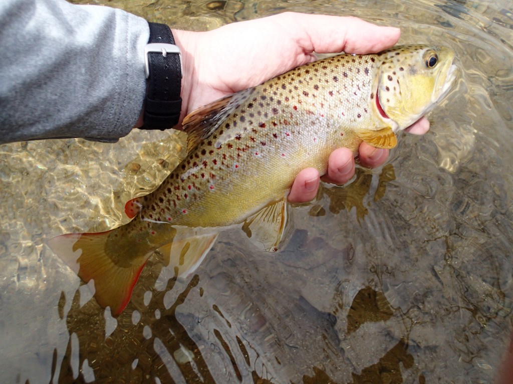 Gunpowder brown trout 