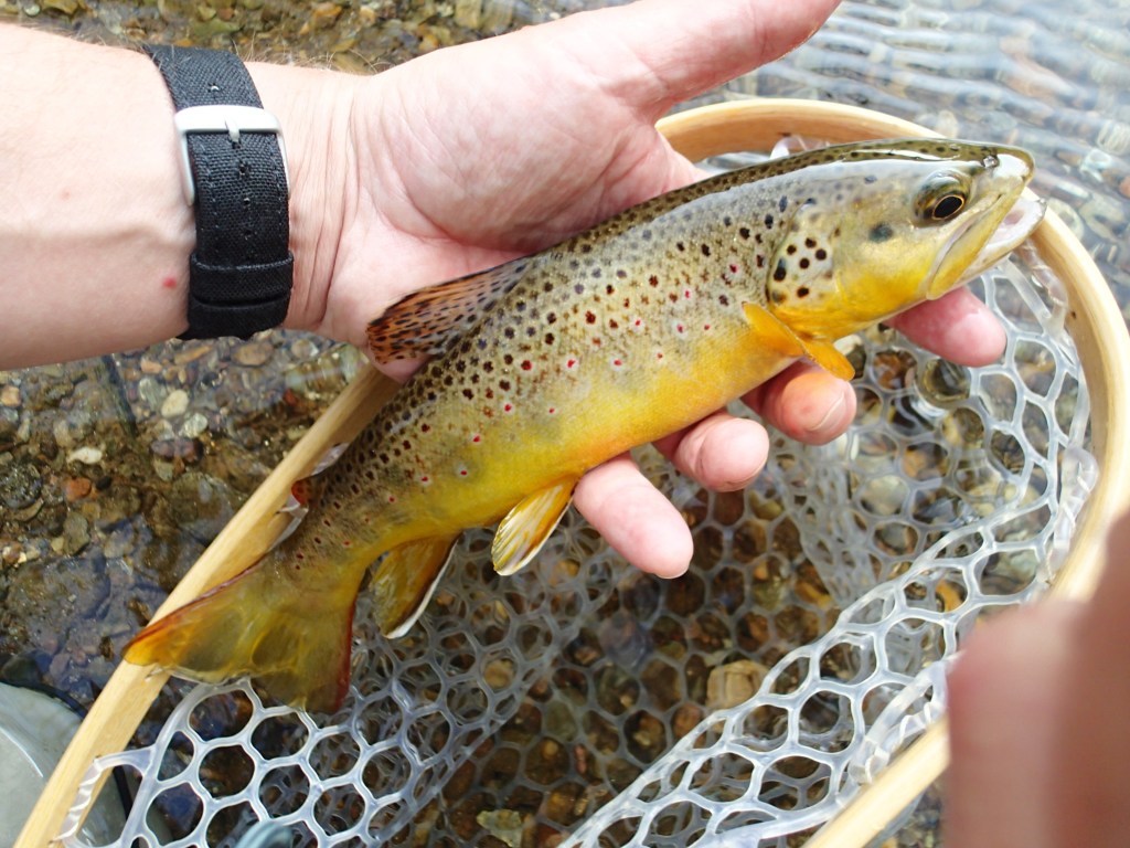 Brown trout caught flyfishing the Gunpowder in Maryland