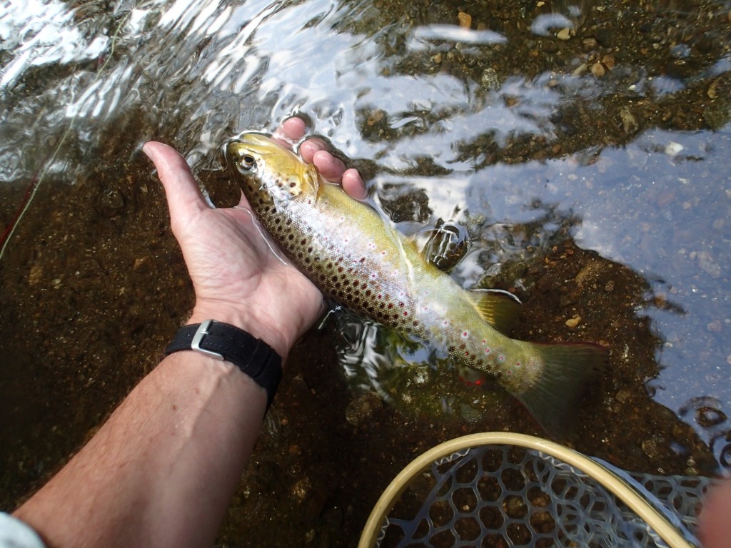 Trout fishing Gunpowder River