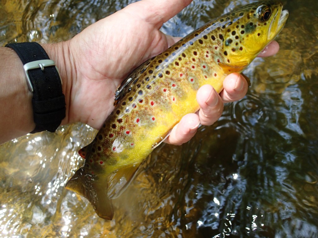 Brown trout caught flyfishing the Gunpowder in Maryland.